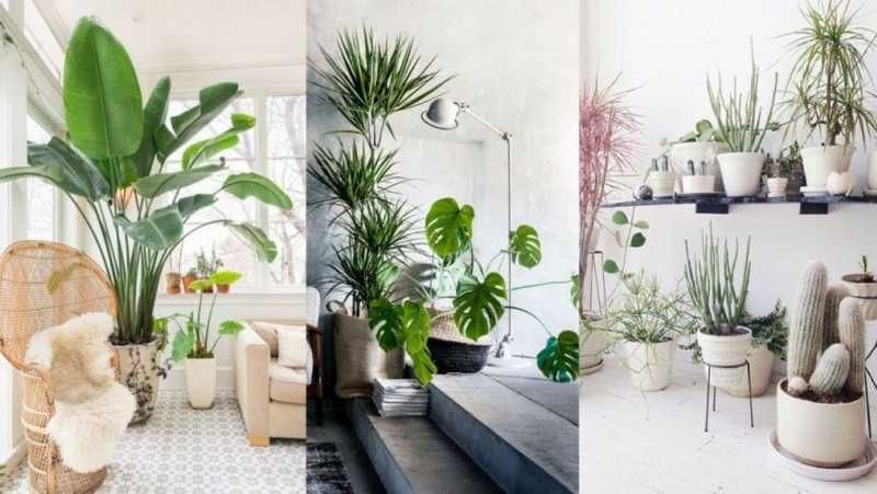 How to Decorate with Indoor Plants for a Fresh Look